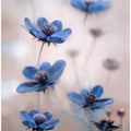 Cosmos blue