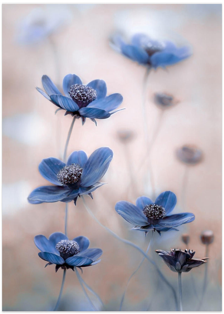 Cosmos blue