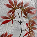 red maple