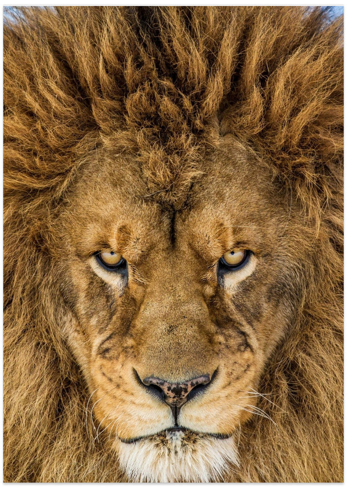 Serious Lion