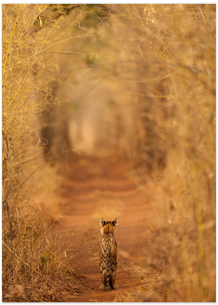 The Tiger in  the Tunnel