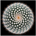 Notocactus scopa