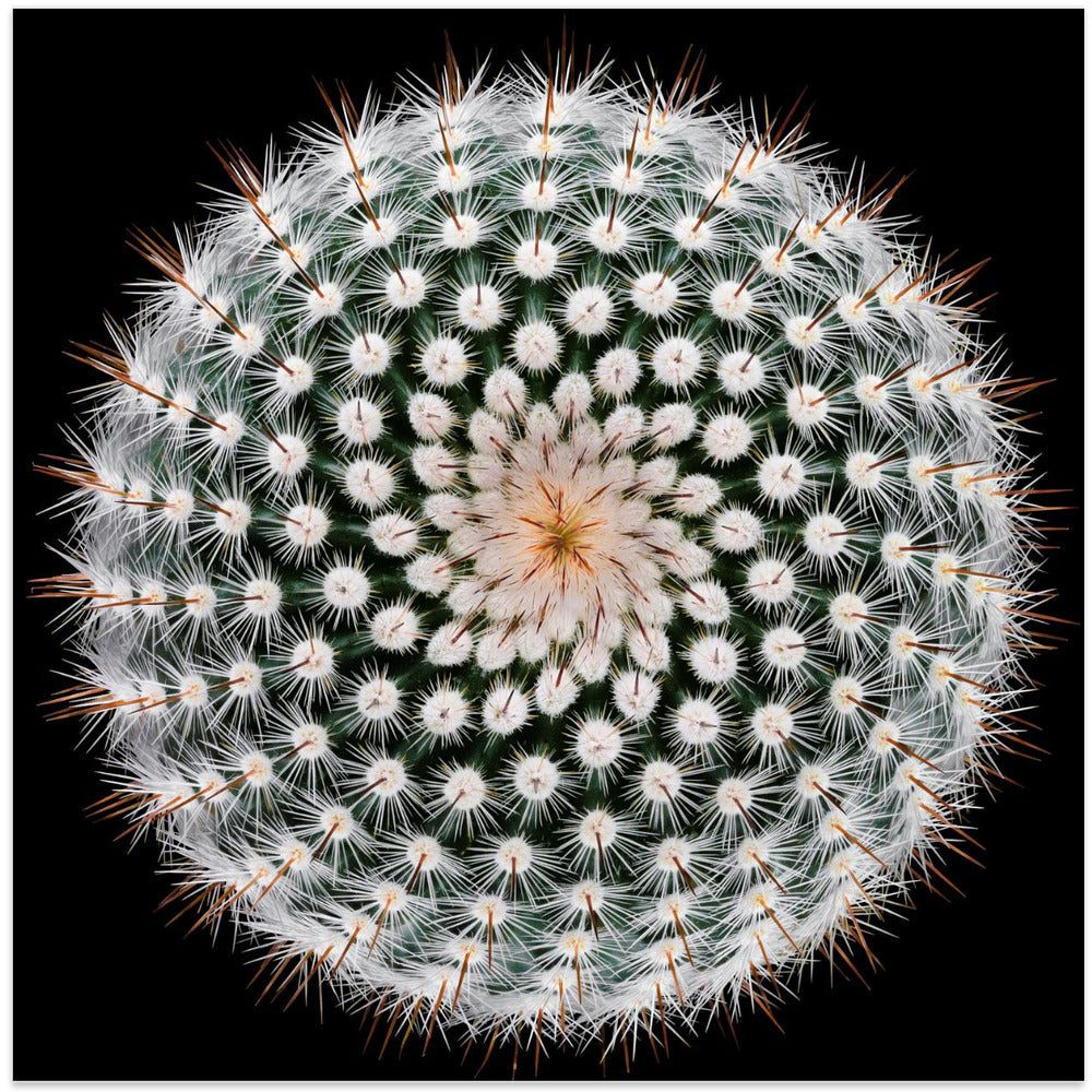 Notocactus scopa