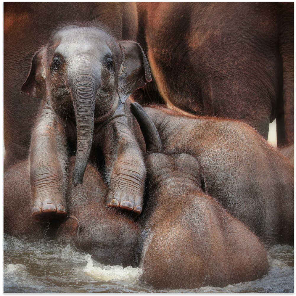 THE PROUD VICTOR (or THE WINNER'S GLOW)