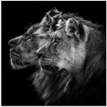 Lion and  lioness portrait