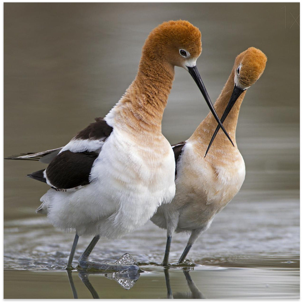 Art Prints of Love crossing ...