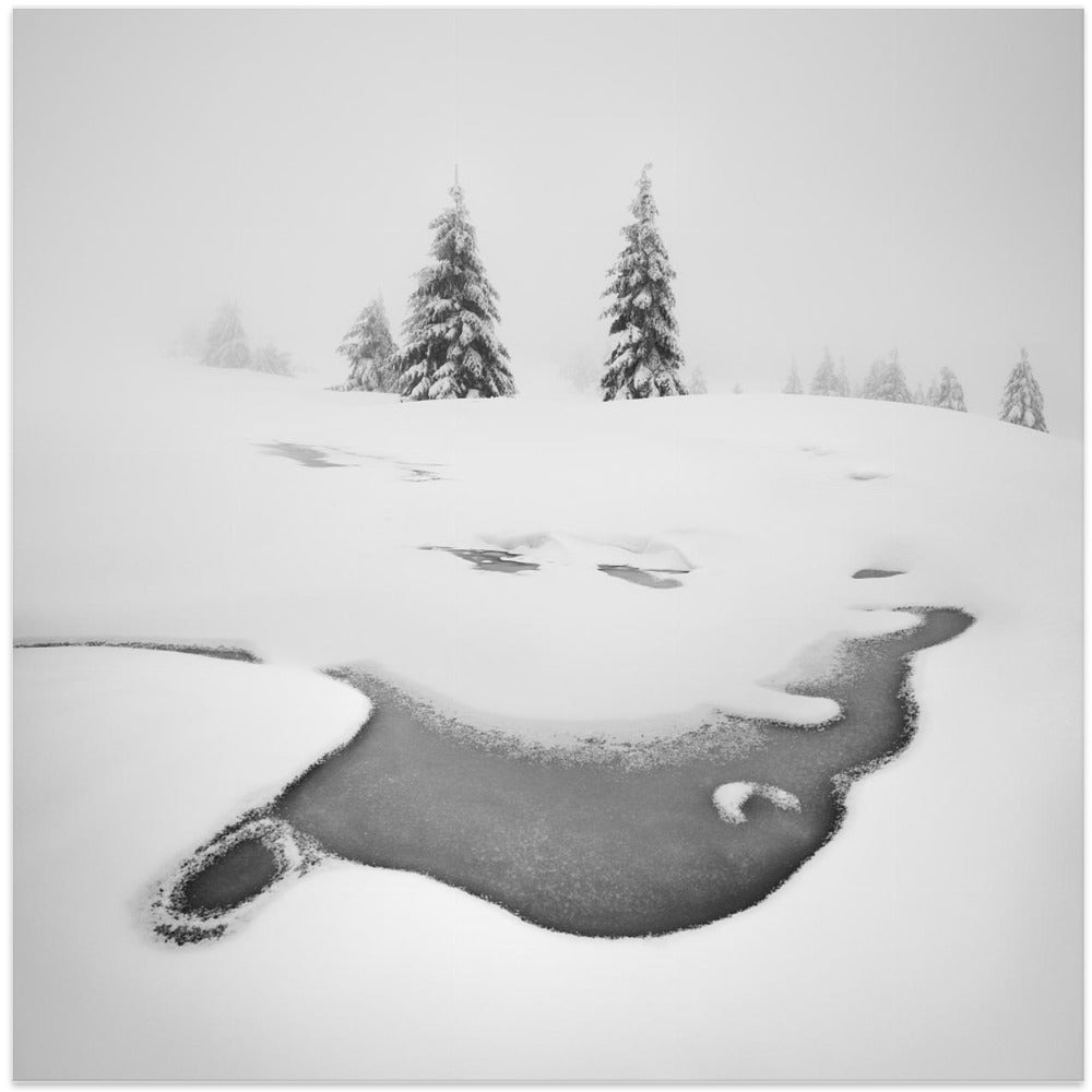 Frozen swamps
