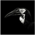 Southern Ground Hornbill