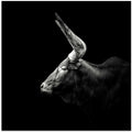Watusi
