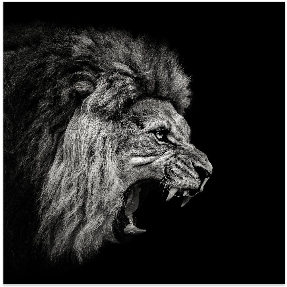 Roaring Lion #2