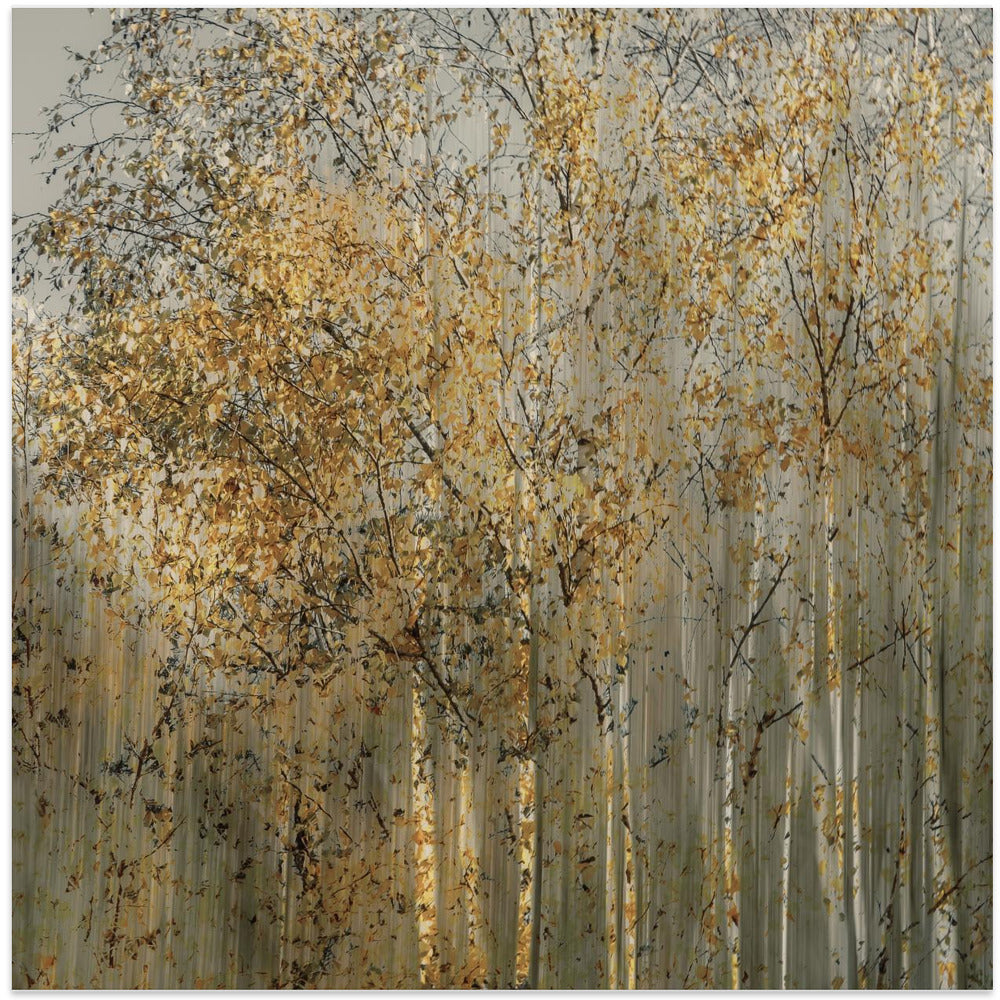 Birch impression