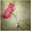 coquelicot