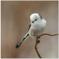 a White-headed Long-tailed Tit