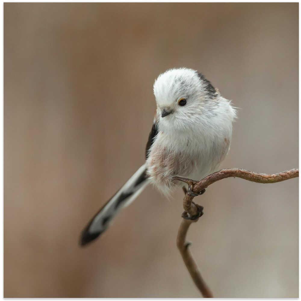 a White-headed Long-tailed Tit