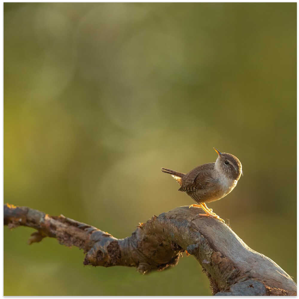 wren in the light