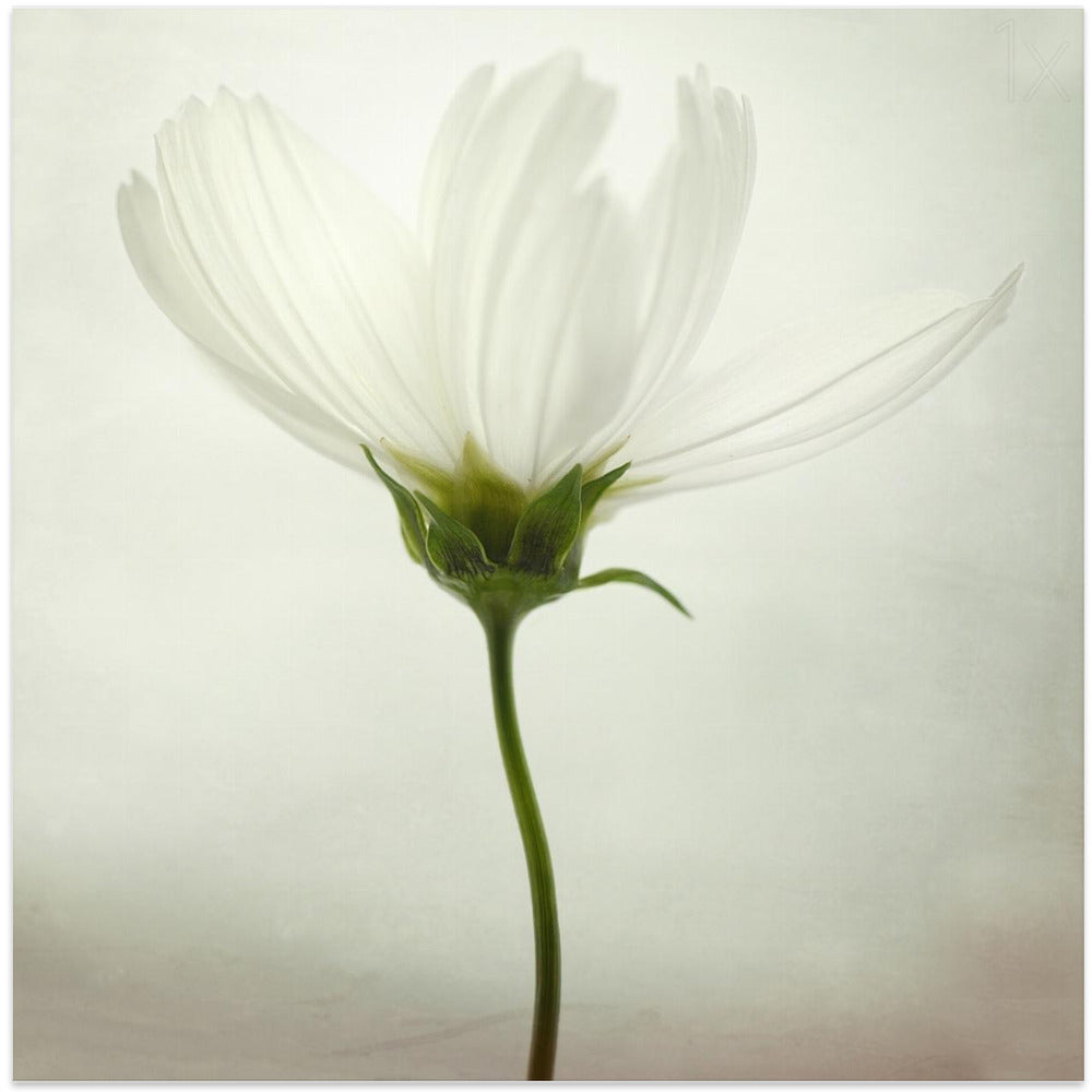 White cosmos