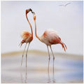 flamingo kiss