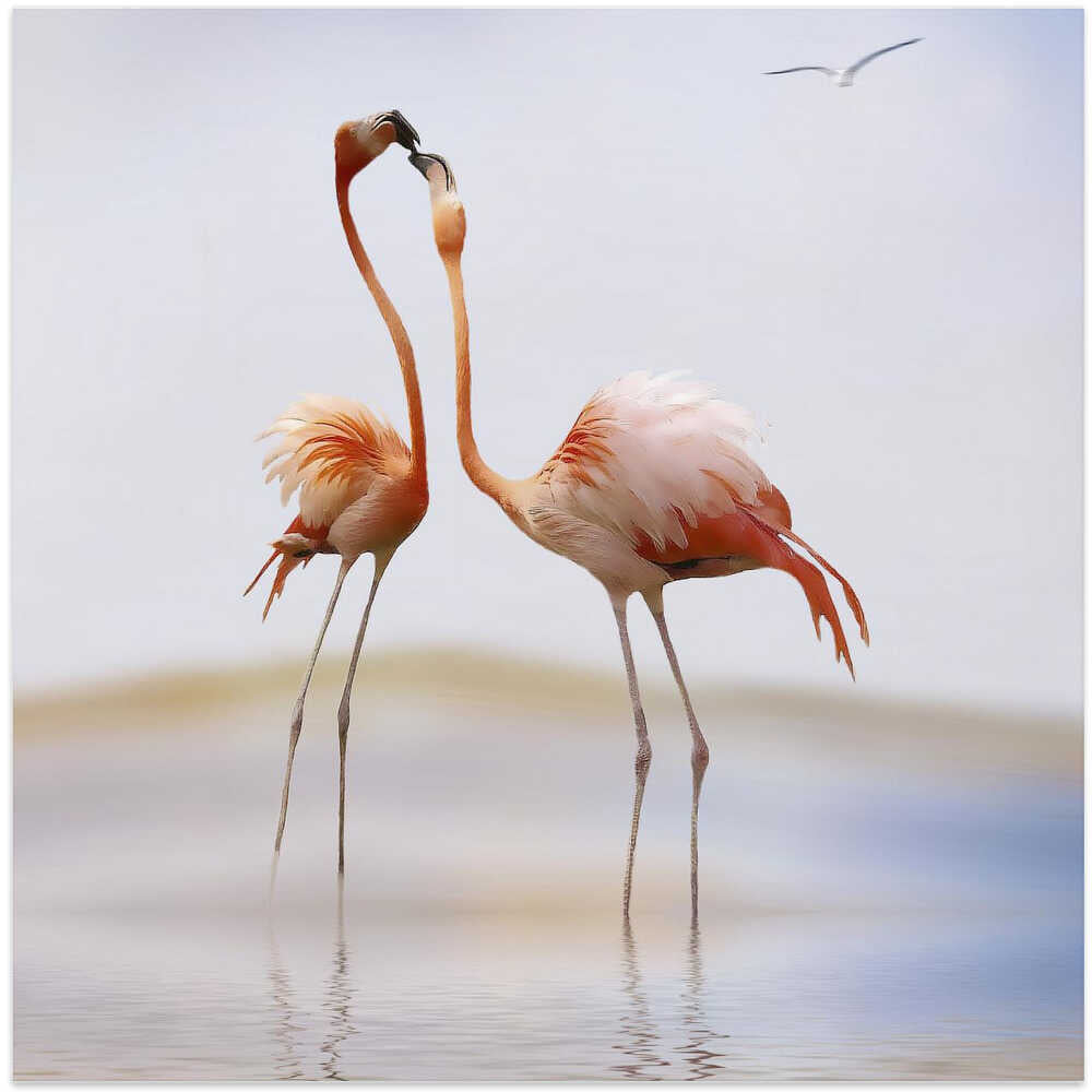 flamingo kiss