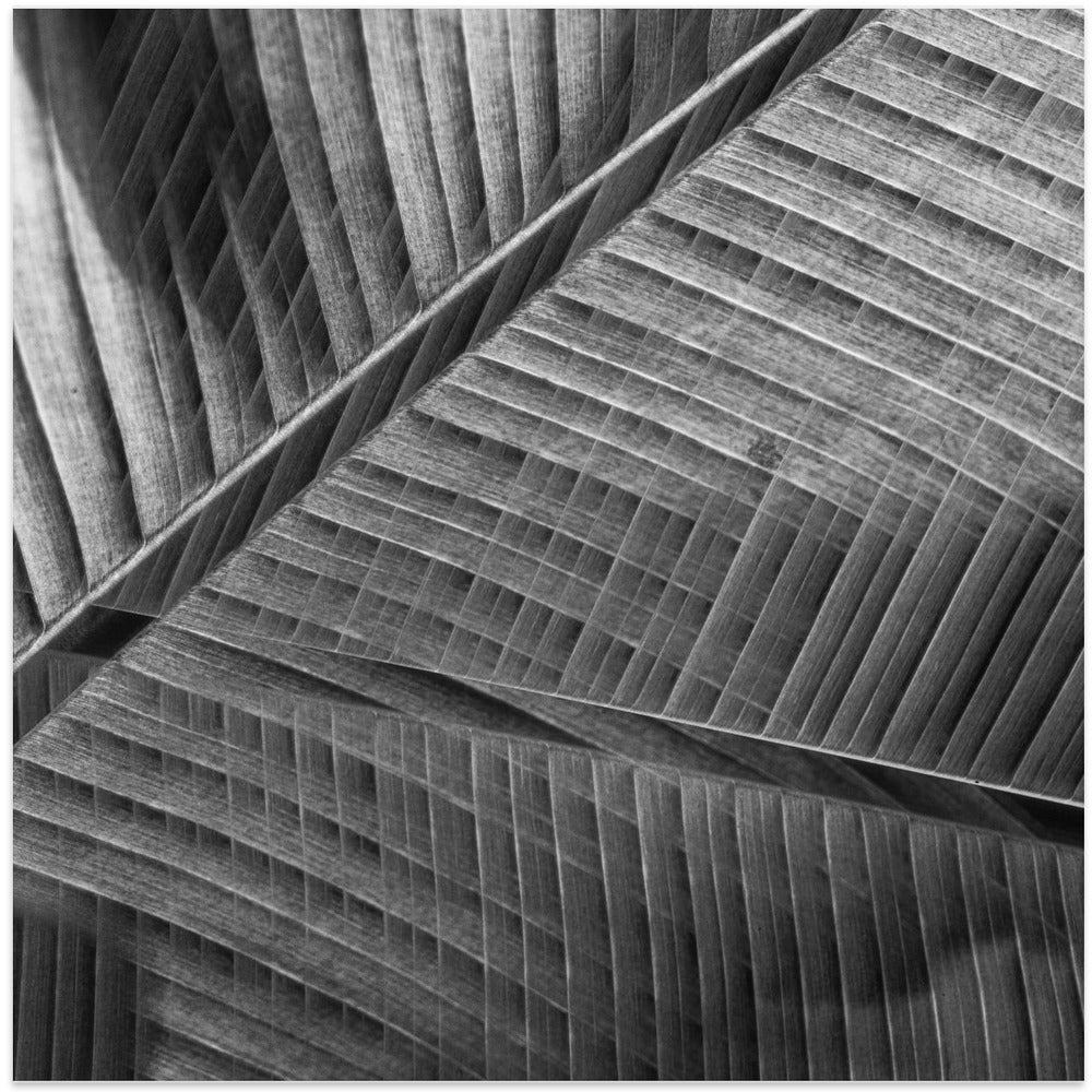 Art Prints of Banana lattice.