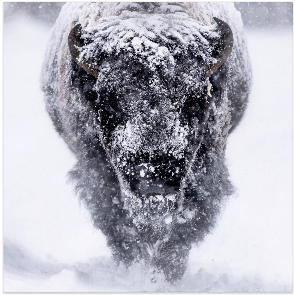 Art Prints of Headed. your way.