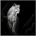 Art Prints of Lioness