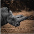 Art Prints of Rhinoceros