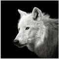 Art Prints of White Wolf #2