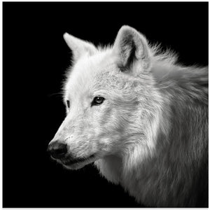 Art Prints of White Wolf #2