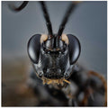 Cerambycidae I