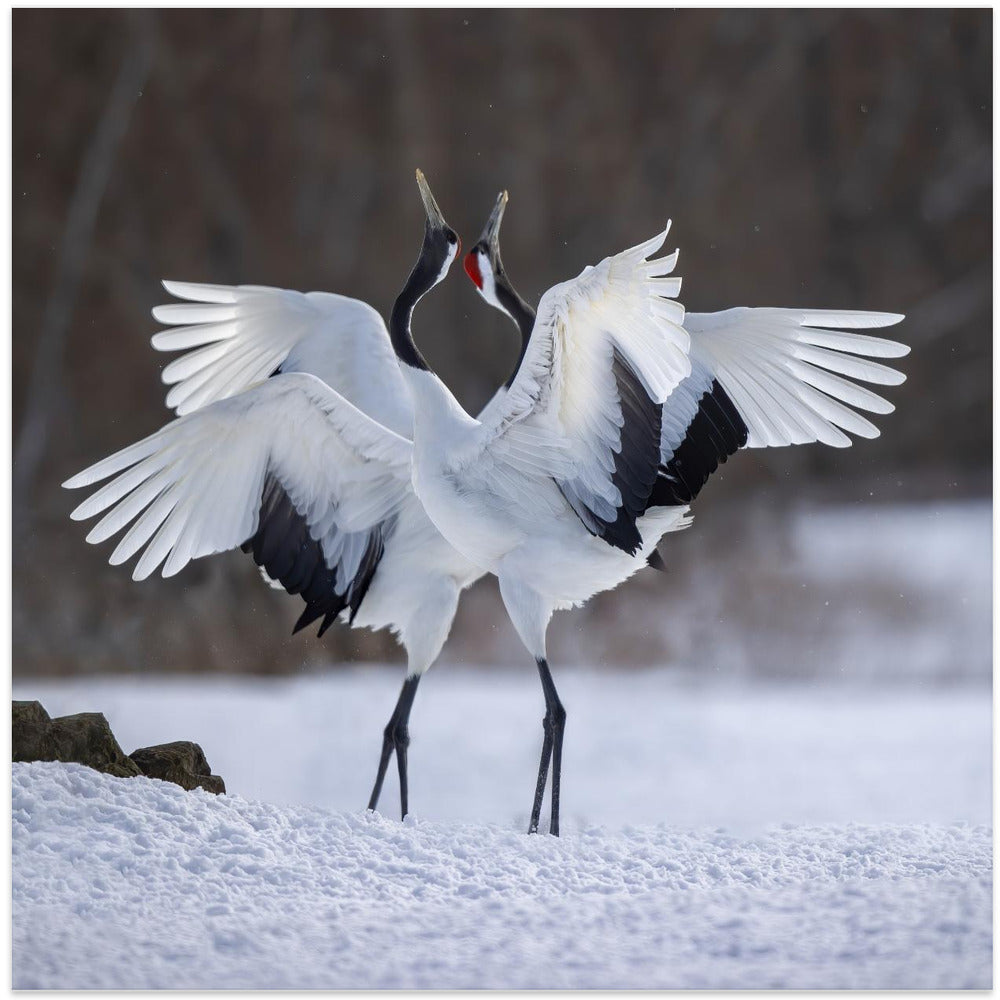 Red-crowned Crane dance