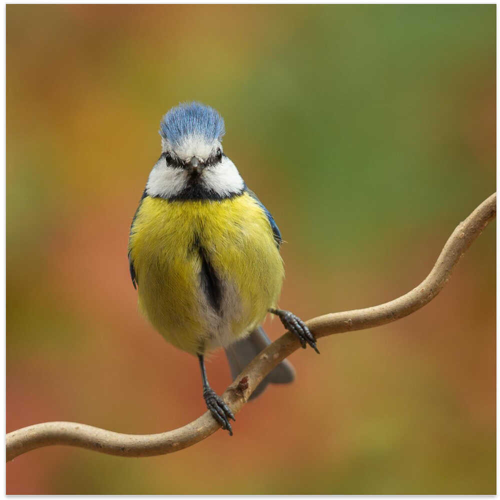 Bad hair...bad mood?