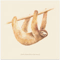 Css Animals   Sloth