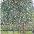 Pear Tree (1903)