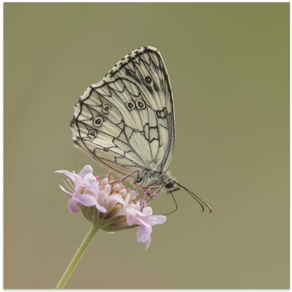 Marbled white.