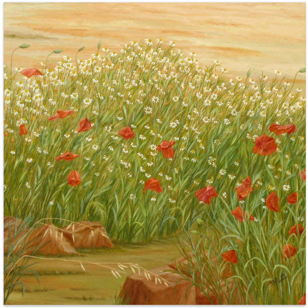 Daisies and  Poppies