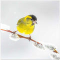 Little yellow bird in a white world.