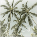 Lovely Vintage Palm Trees