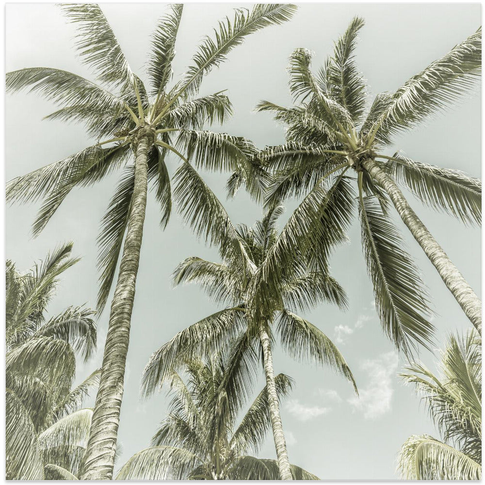 Lovely Vintage Palm Trees
