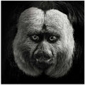 White-Faced Saki