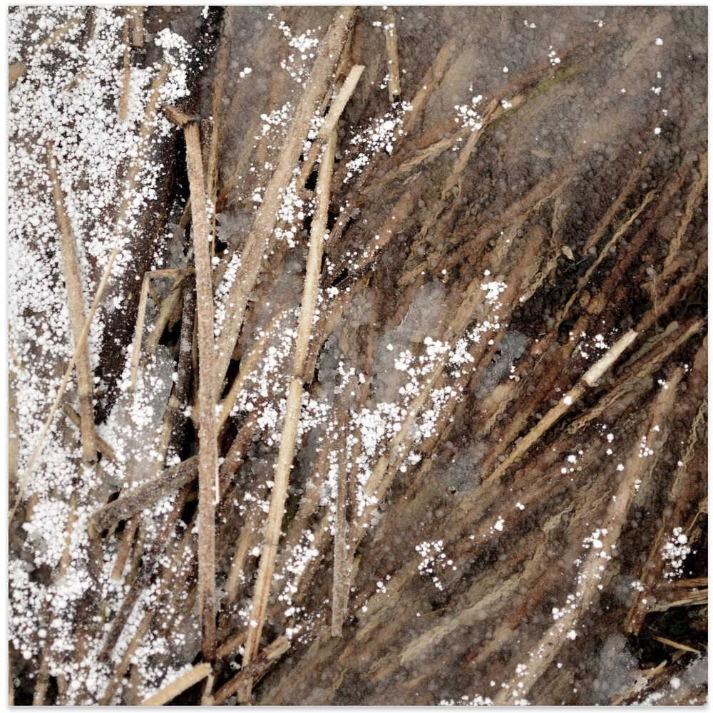 Frozen reed I