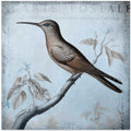 Hummingbird  Romance Aqua Blue Ii