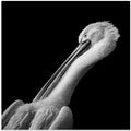 Pelican