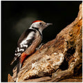 Woodpecker in autumn.
