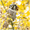 Owl in Autumn.