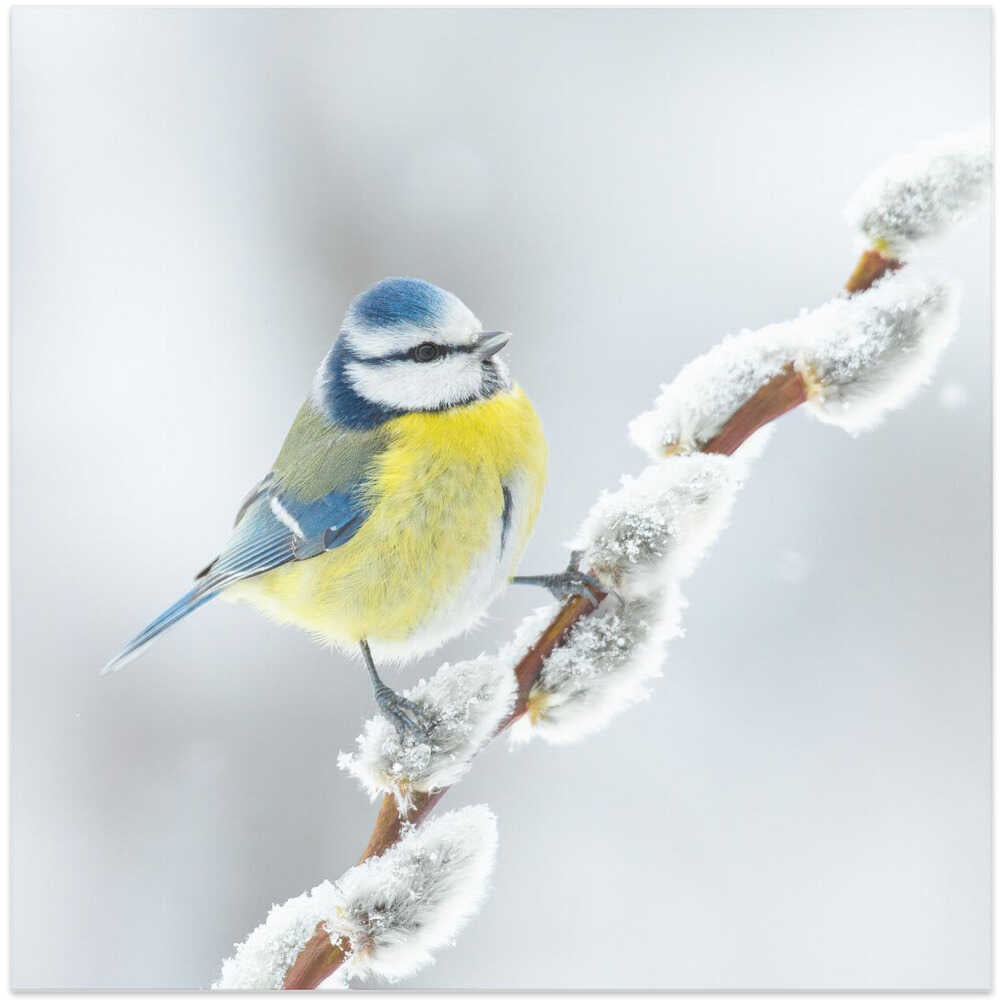 White, yellow and blue.