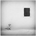 lonely dog