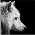 White Wolf #3