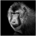 Southern Pig-Tailed Macaque