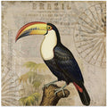 Brazil Toucan