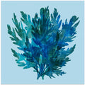 Deep Blue Kelp 1